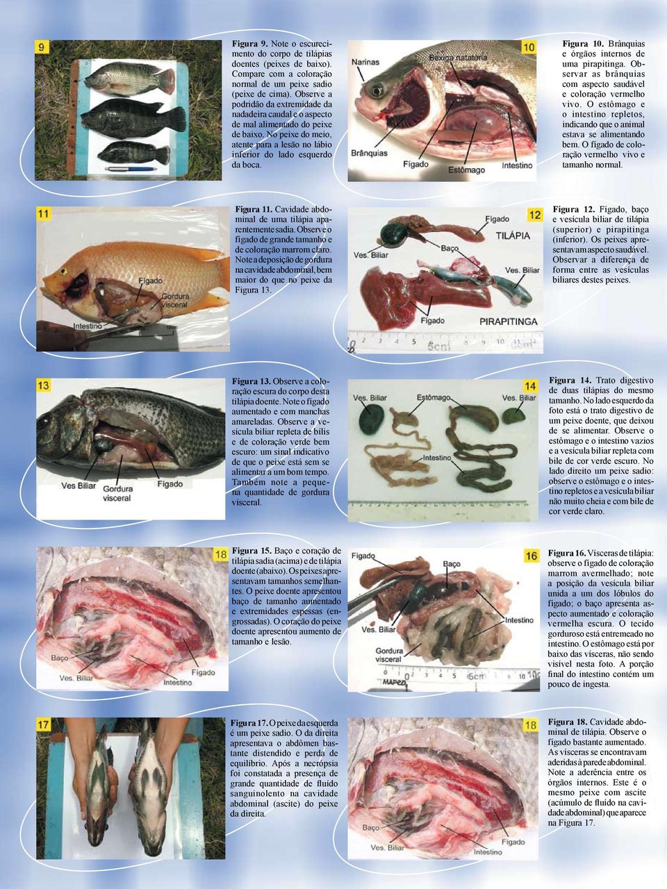 Brânquias e órgãos internos de uma pirapitinga. Observar as brânquias com aspecto saudável e coloração vermelho vivo.