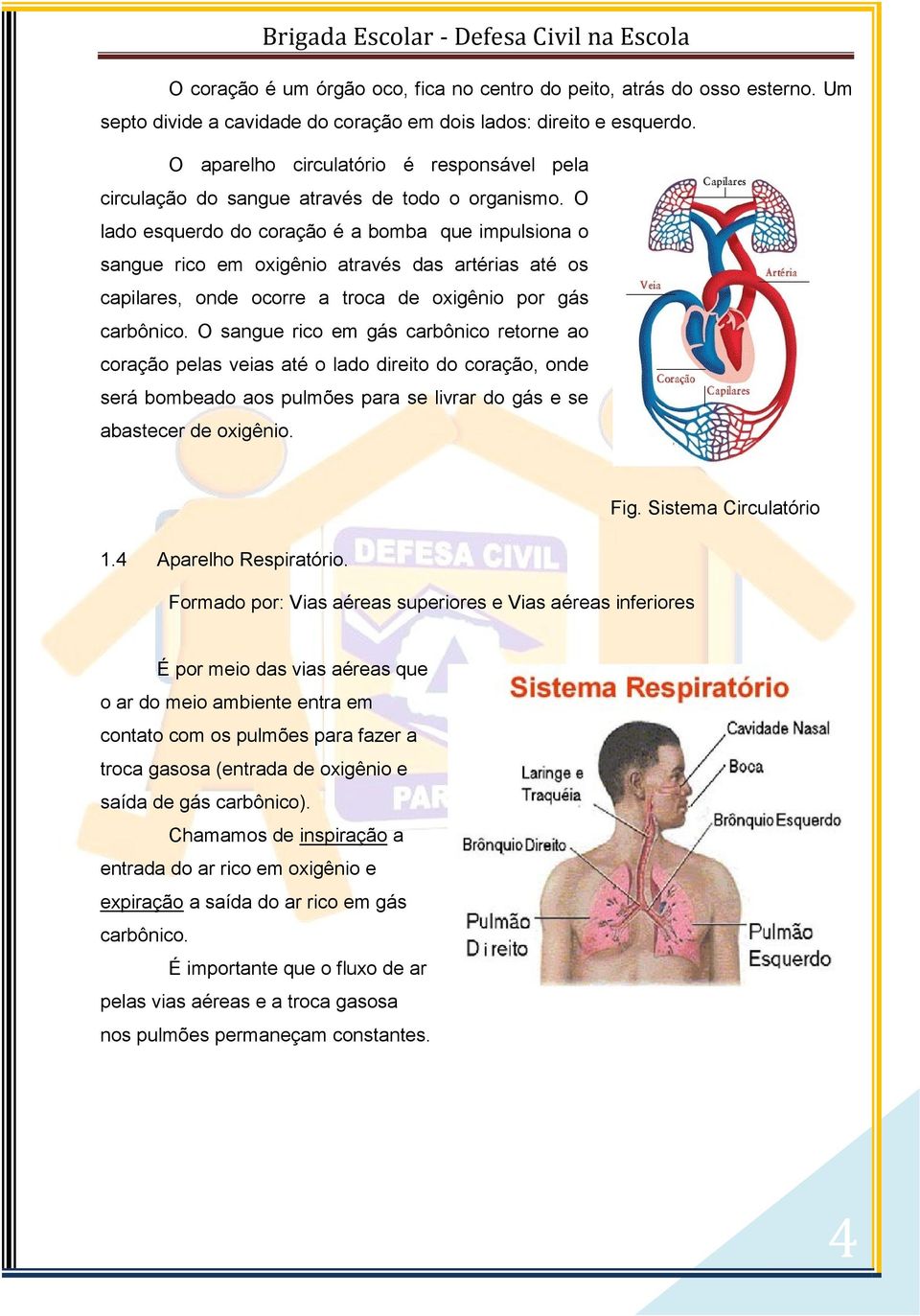 O lado esquerdo do coração é a bomba que impulsiona o sangue rico em oxigênio através das artérias até os capilares, onde ocorre a troca de oxigênio por gás carbônico.