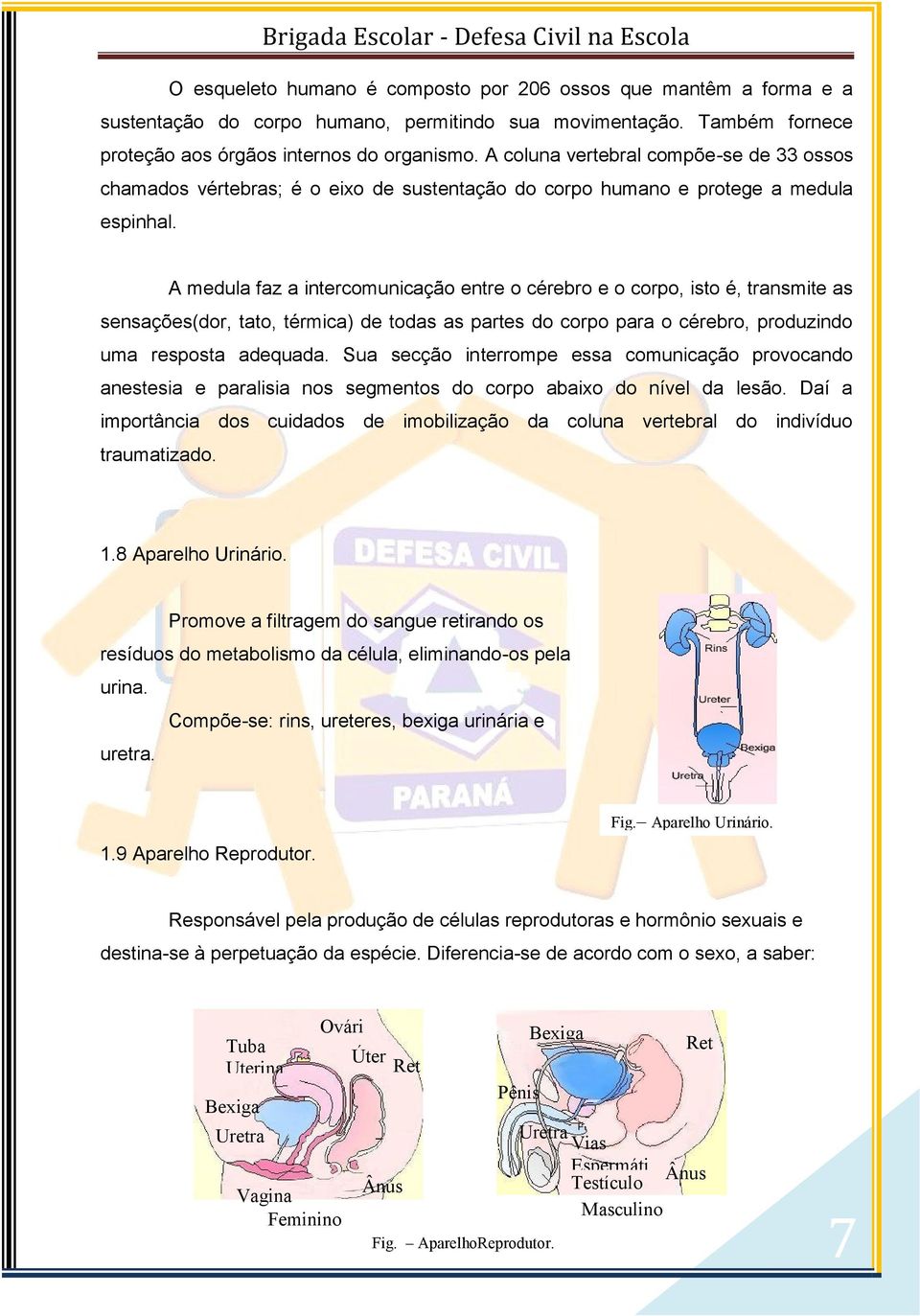 A medula faz a intercomunicação entre o cérebro e o corpo, isto é, transmite as sensações(dor, tato, térmica) de todas as partes do corpo para o cérebro, produzindo uma resposta adequada.