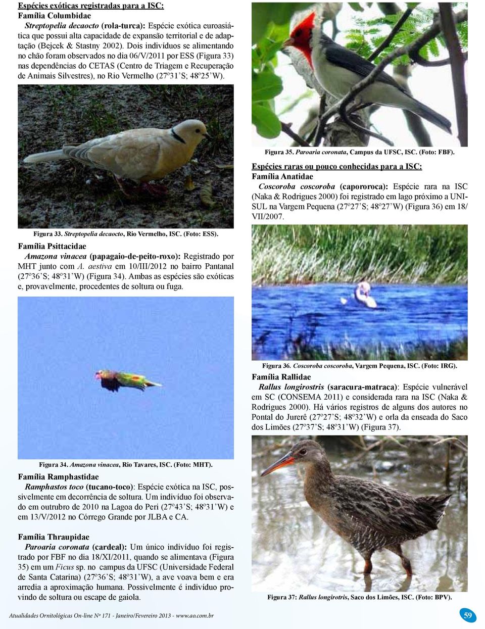 Dois indivíduos se alimentando no chão foram observados no dia 06/V/2011 por ESS (Figura 33) nas dependências do CETAS (Centro de Triagem e Recuperação de Animais Silvestres), no Rio Vermelho (27º31