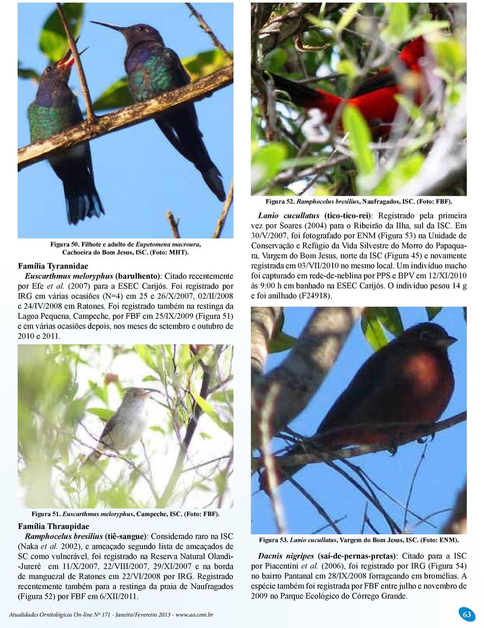 Foi registrado também na restinga da Lagoa Pequena, Campeche, por FBF em 25/IX/2009 (Figura 51) e em várias ocasiões depois, nos meses de setembro e outubro de 2010 e 2011. Figura 52.