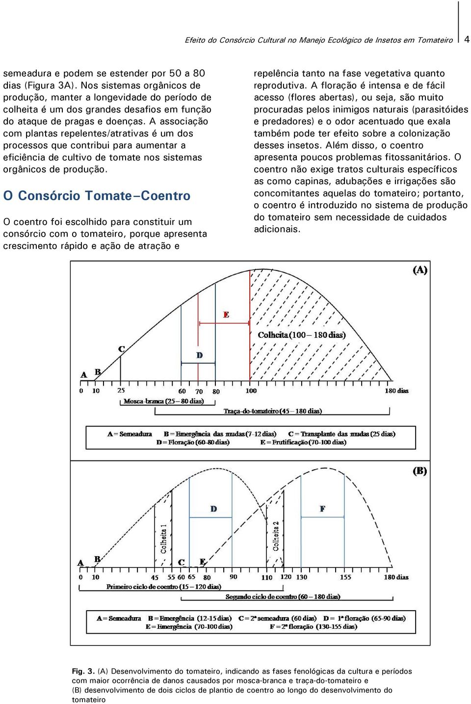 A associação com plantas repelentes/atrativas é um dos processos que contribui para aumentar a eficiência de cultivo de tomate nos sistemas orgânicos de produção.