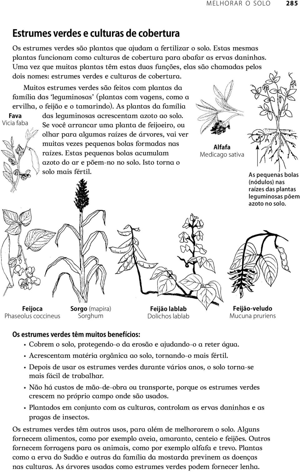 Muitos estrumes verdes são feitos com plantas da família das leguminosas (plantas com vagens, como a ervilha, o feijão e o tamarindo). As plantas da família das leguminosas acrescentam azoto ao solo.