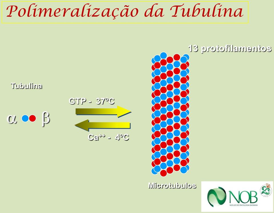 protofilamentos