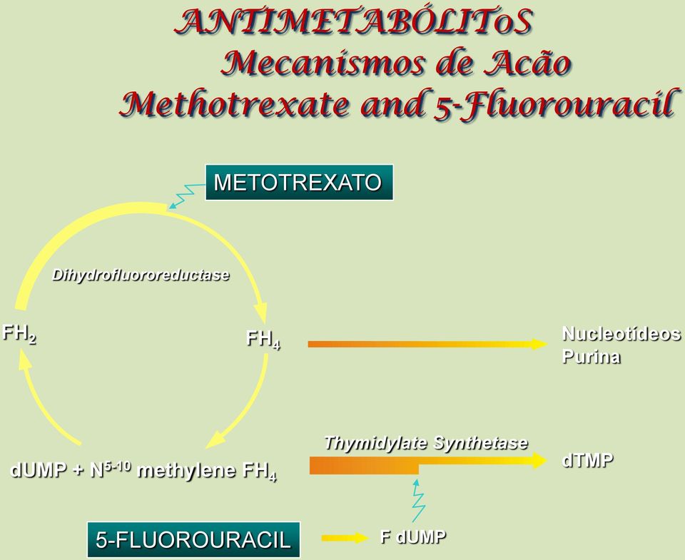 2 FH 4 Nucleotídeos Purina dump + N 5-10 methylene