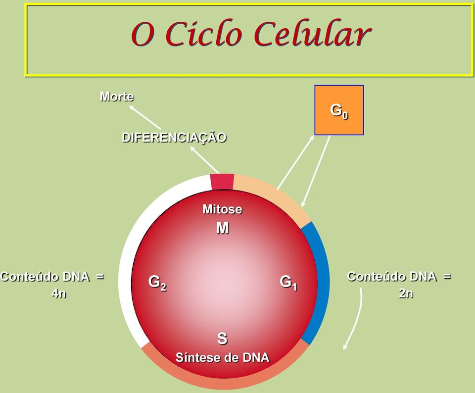 Conteúdo DNA = 4n G 2 G 1