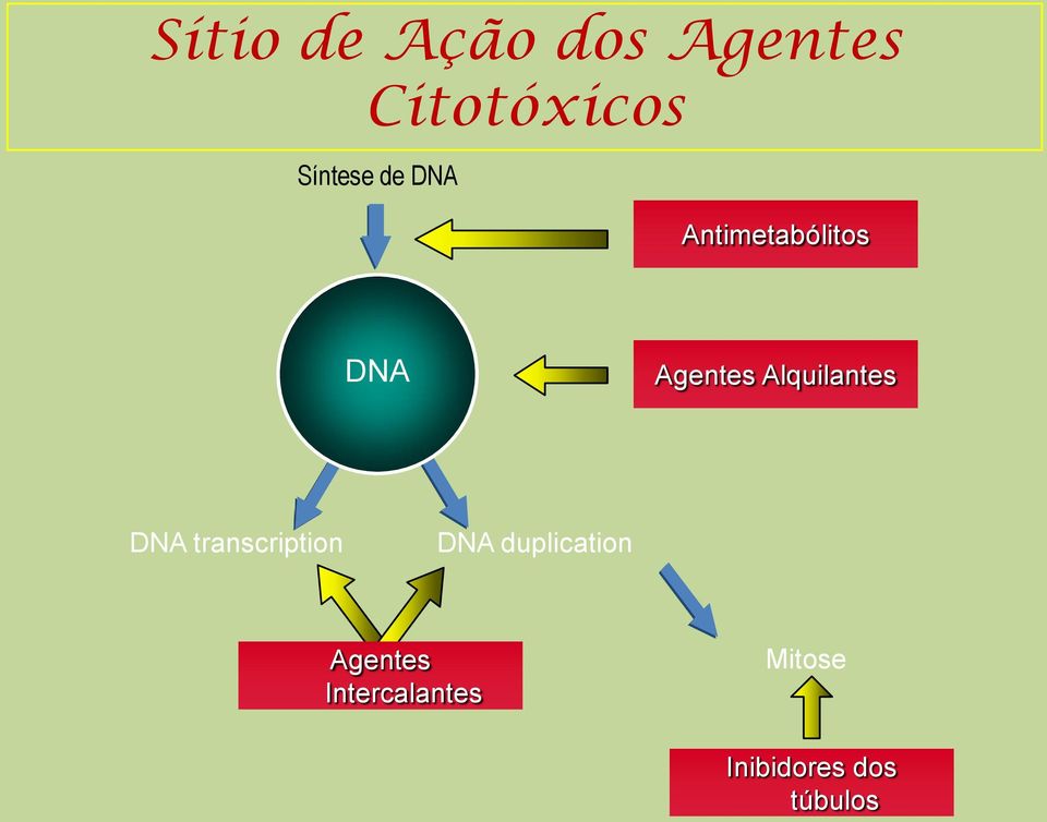 Alquilantes DNA transcription DNA