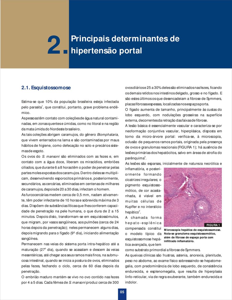 As tais coleções abrigam caramujos, do gênero Biomphalaria, que vivem enterrados na lama e são contaminadas por maus hábitos de higiene, como defecação no solo e precários sistemas de esgoto.