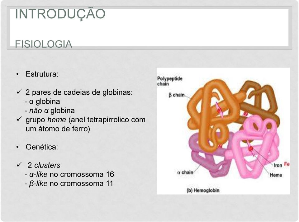 tetrapirrolico com um átomo de ferro) Genética: 2