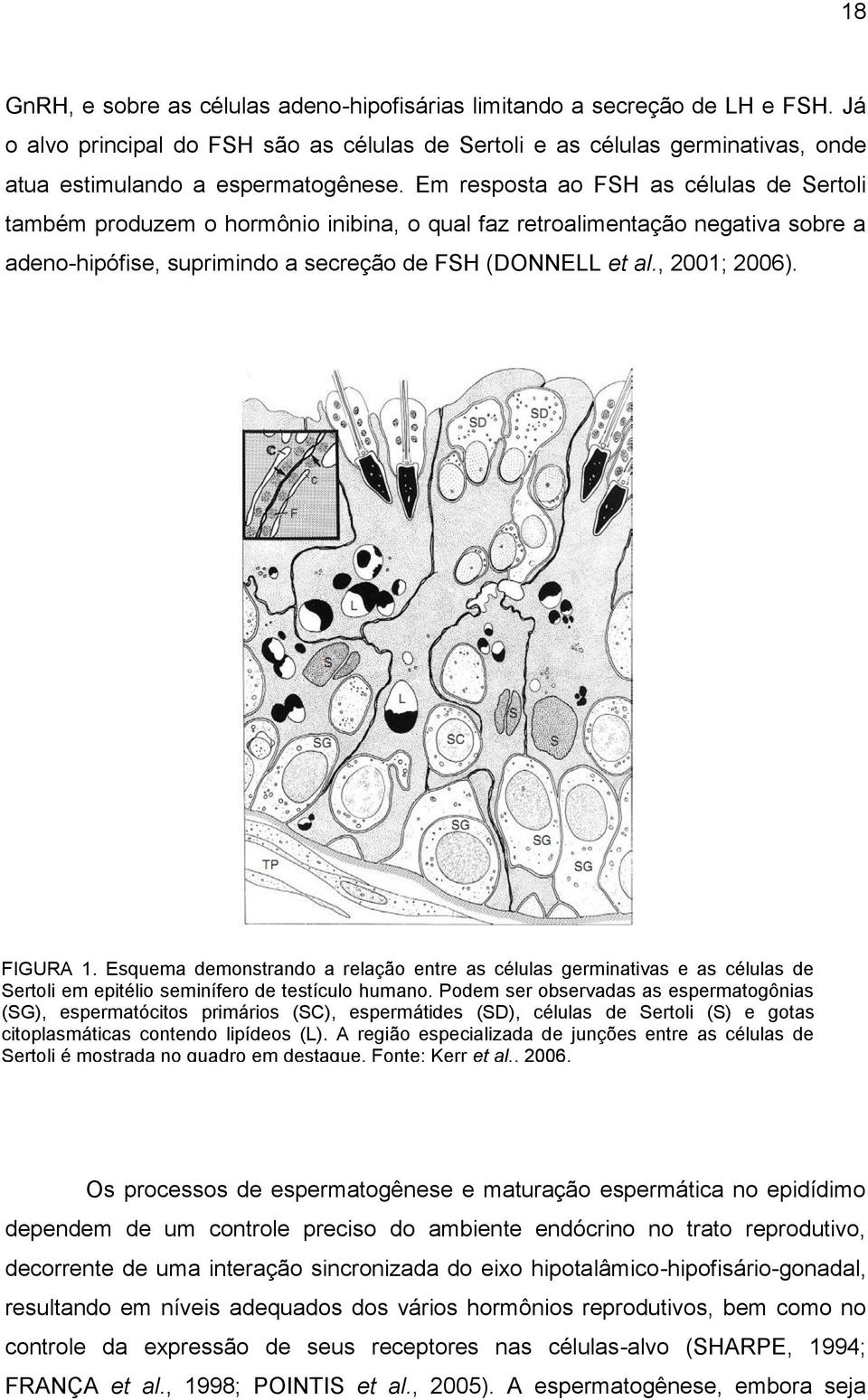 Em resposta ao FSH as células de Sertoli também produzem o hormônio inibina, o qual faz retroalimentação negativa sobre a adeno-hipófise, suprimindo a secreção de FSH (DONNELL et al., 2001; 2006).