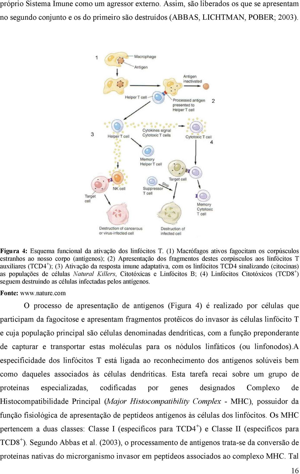 (1) Macrófagos ativos fagocitam os corpúsculos estranhos ao nosso corpo (antígenos); (2) Apresentação dos fragmentos destes corpúsculos aos linfócitos T auxiliares (TCD4 + ); (3) Ativação da resposta