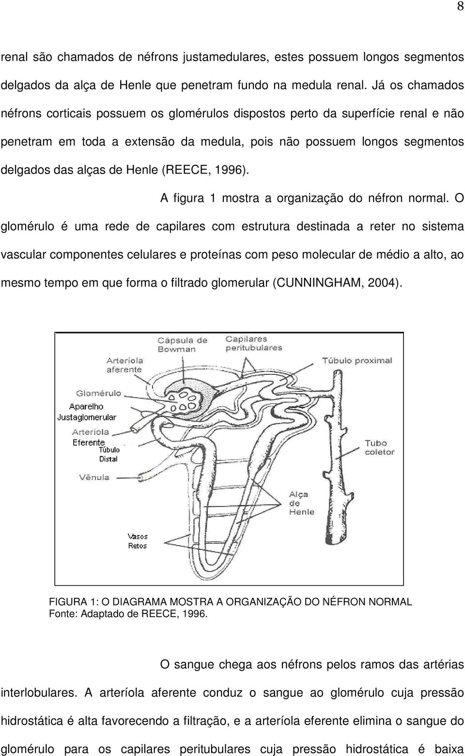 (REECE, 1996). A figura 1 mostra a organização do néfron normal.