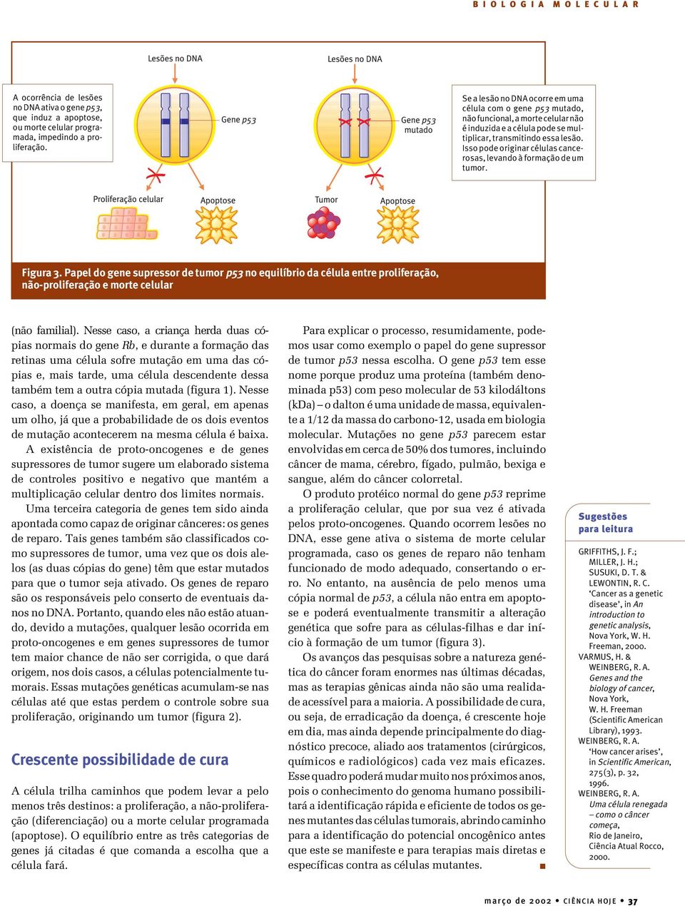 Isso pode originar células cancerosas, levando à formação de um tumor. Figura 3.