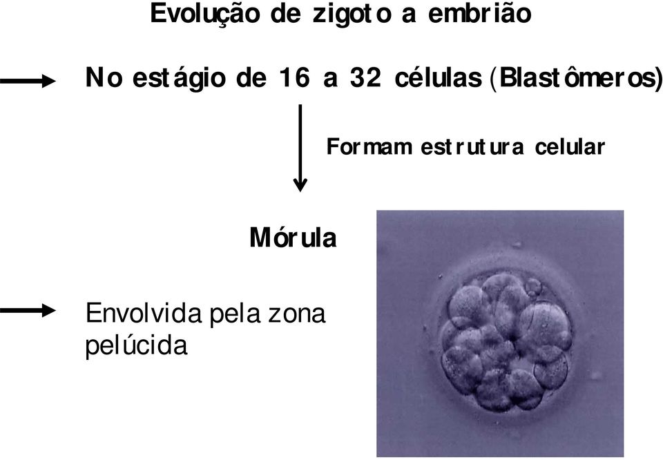 (Blastômeros) Formam estrutura