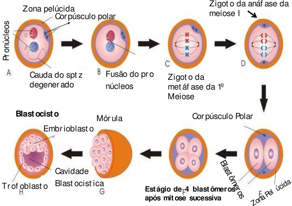 Mórula Zigoto da metáfase da 1º Meiose Corpúsculo Polar Cavidade Trofoblasto