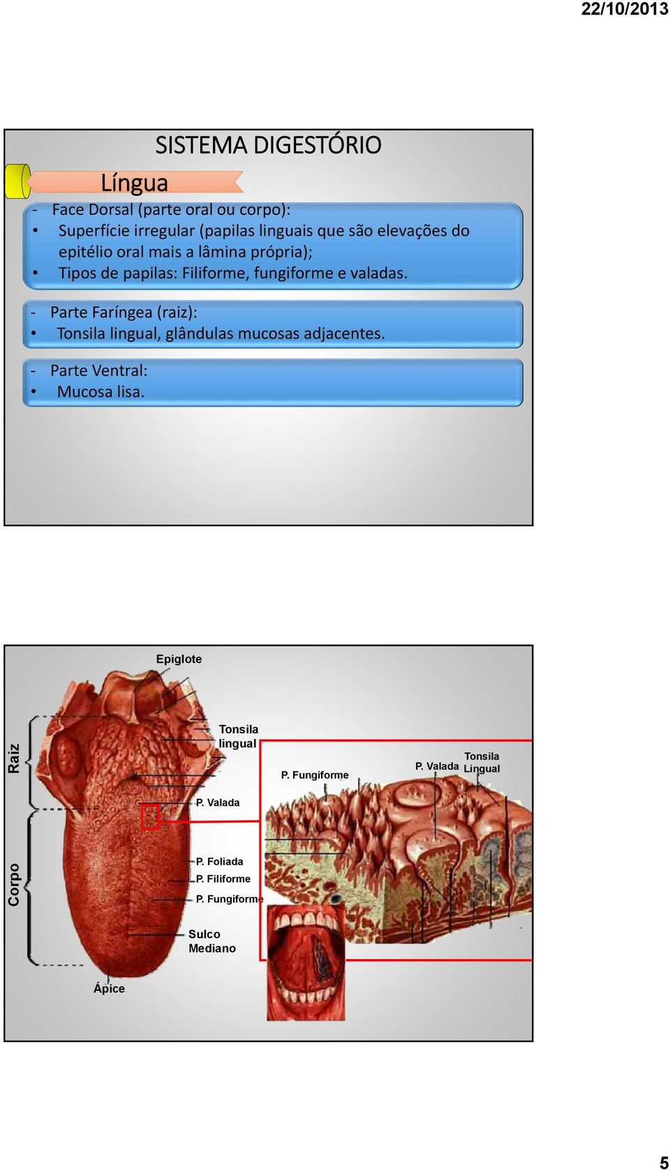 Parte Faríngea (raiz): Tonsila lingual, glândulas mucosas adjacentes. Parte Ventral: Mucosa lisa.