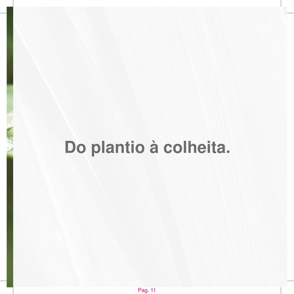 colheita.