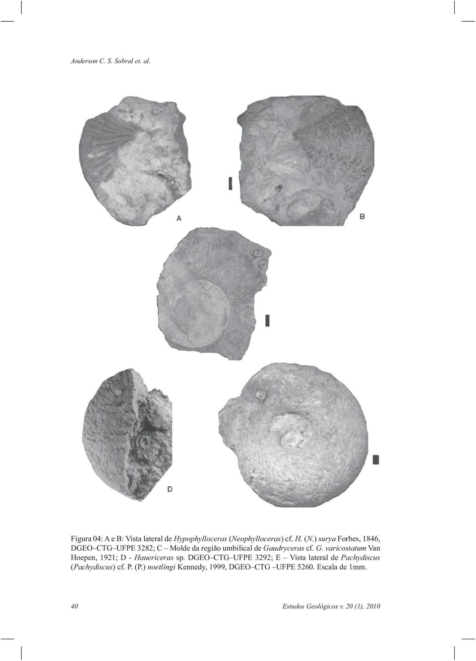 ) surya Forbes, 1846, DGEO CTG UFPE 3282; C Molde da região umbilical de Ga