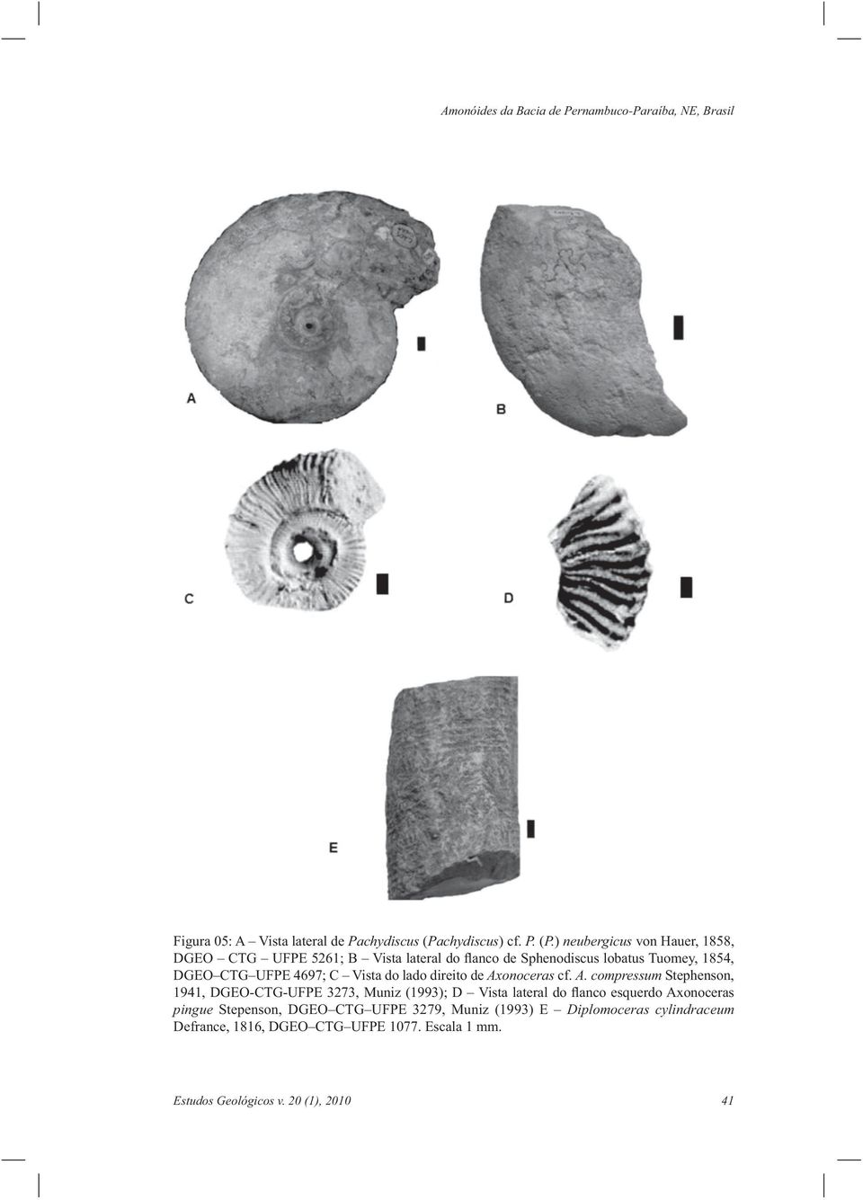 ) neubergicus von Hauer, 1858, DGEO CTG UFPE 5261; B Vista lateral do flanco de Sphenodiscus lobatus Tuomey, 1854, DGEO CTG UFPE 4697; C Vista