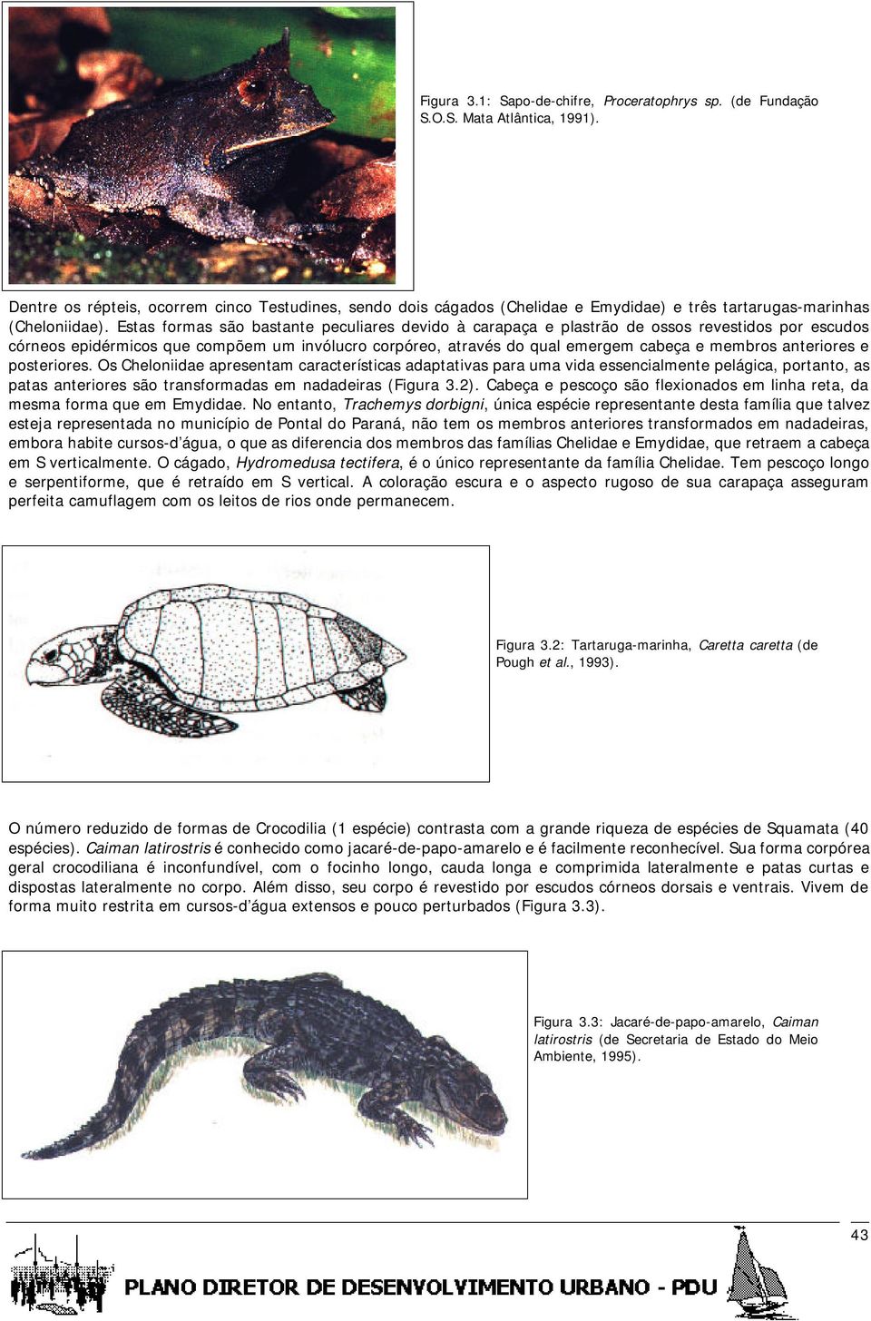 Estas formas são bastante peculiares devido à carapaça e plastrão de ossos revestidos por escudos córneos epidérmicos que compõem um invólucro corpóreo, através do qual emergem cabeça e membros