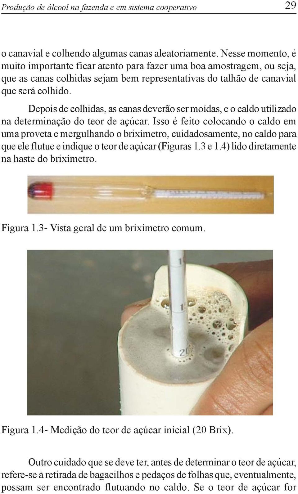 Depois de colhidas, as canas deverão ser moídas, e o caldo utilizado na determinação do teor de açúcar.