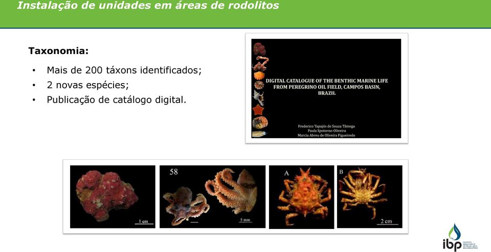 táxons identificados; 2 novas