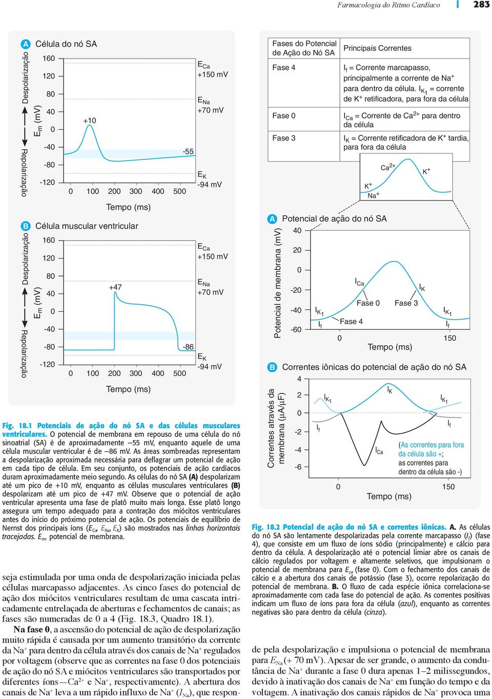 O potencial de membrana em repouso de uma célula do nó sinoatrial (SA) é de aproximadamente 55 mv, enquanto aquele de uma célula muscular ventricular é de 86 mv.