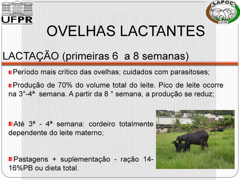 Pico de leite ocorre na 3-4ª semana.