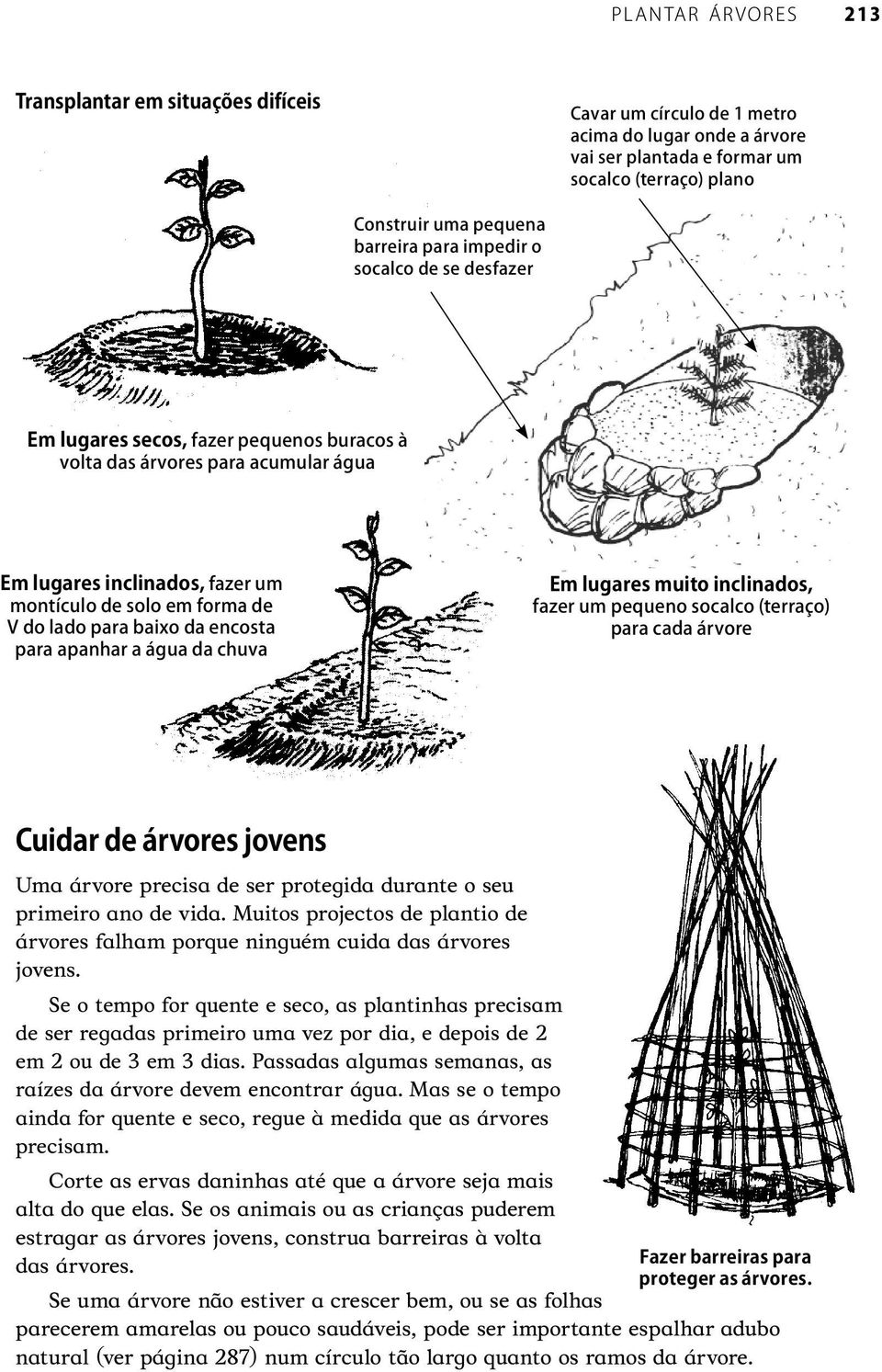 Mas se o tempo ainda for quente e seco, regue à medida que as árvores precisam. Corte as ervas daninhas até que a árvore seja mais alta do que elas.