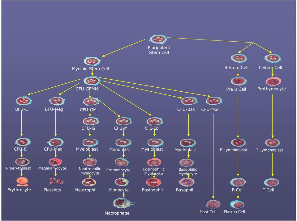 T Lymphoblast Proerytoblast Megakaryocyte Neutrophilic Myelocyte Promonocyte Eosinophilic Myelocyte Basophilic