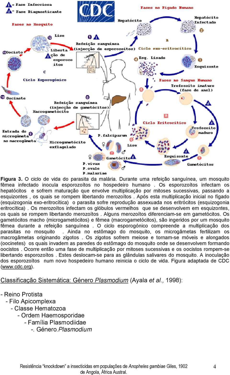 Após esta multiplicação inicial no fígado (esquizogonia exo-eritrocítica) o parasita sofre reprodução assexuada nos eritrócitos (esquizogonia eritrocítica).