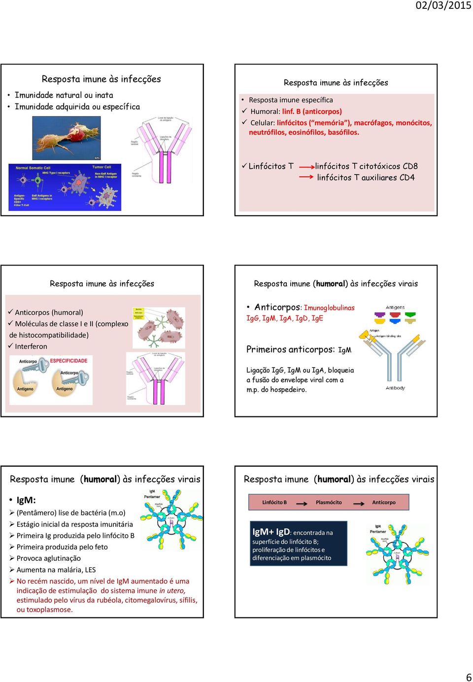 Linfócitos T linfócitos T citotóxicos CD8 linfócitos T auxiliares CD4 Resposta imune às infecções Resposta imune (humoral) às infecções virais Anticorpos (humoral) Moléculas de classe I e II