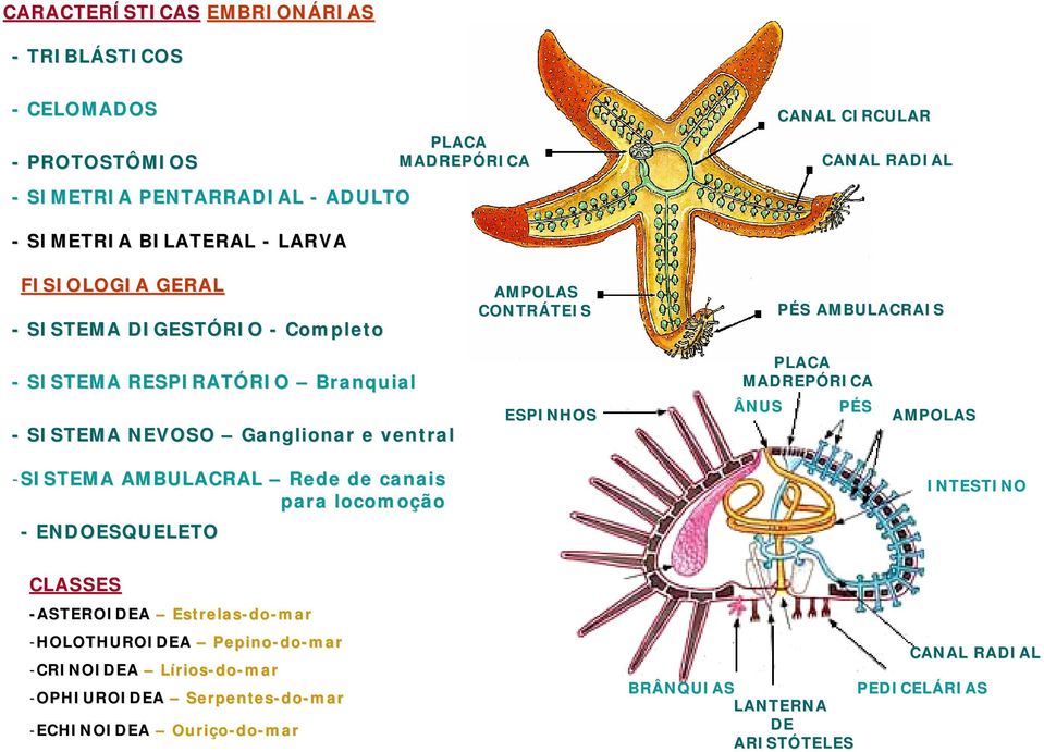 ventral ESPINHOS PLACA MADREPÓRICA RICA ÂNUS PÉS AMPOLAS -SISTEMA AMBULACRAL Rede de canais para locomoção INTESTINO - ENDOESQUELETO CLASSES -ASTEROIDEA Estrelas-do do-mar