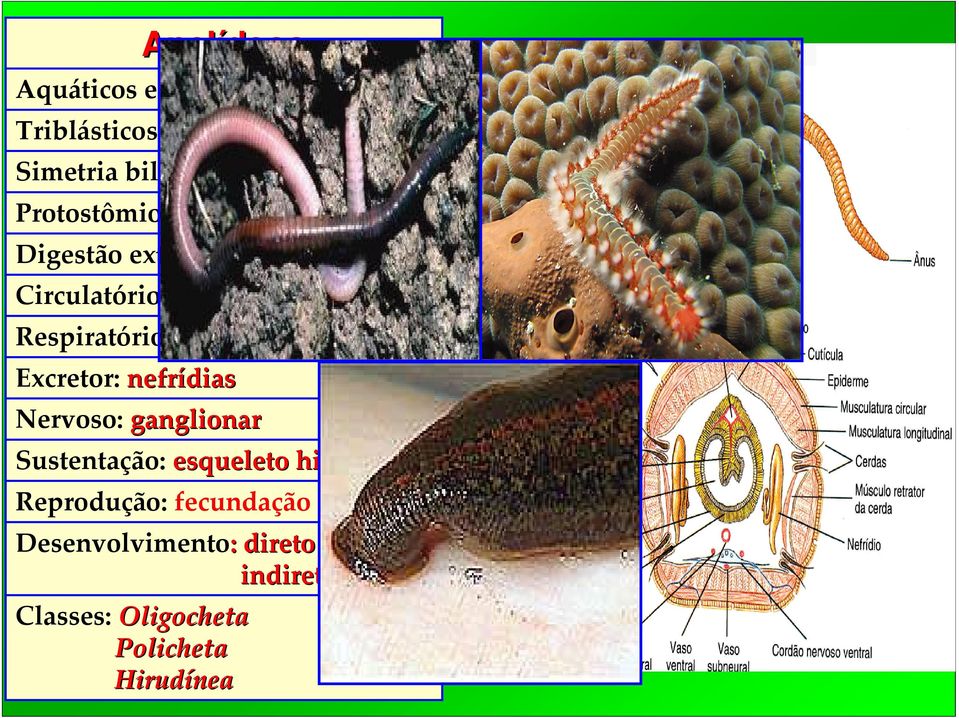 cutânea/branquial Excretor: nefrídias Nervoso: ganglionar Sustentação: esqueleto