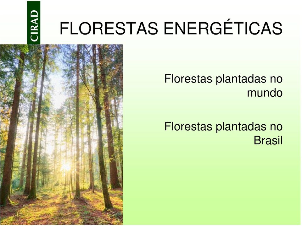 Florestas plantadas