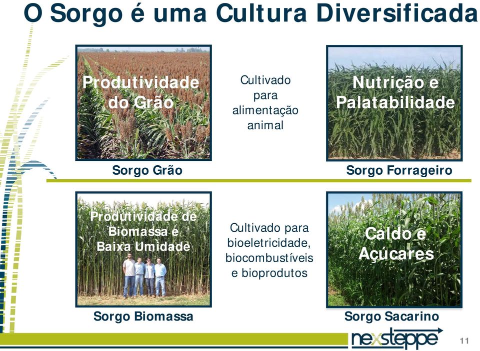 Produtividade de Biomassa e Baixa Umidade Cultivado para bioeletricidade,