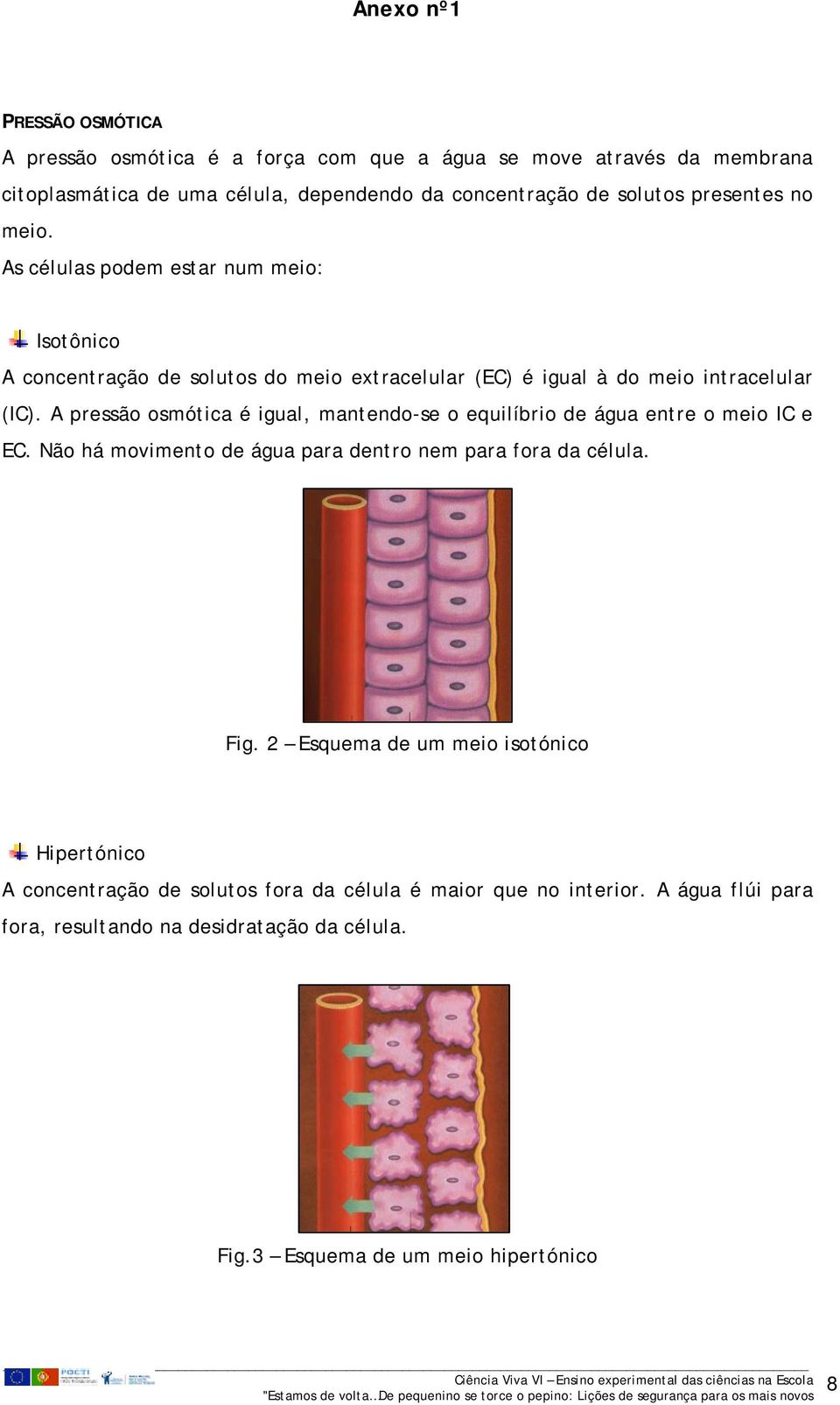 A pressão osmótica é igual, mantendo-se o equilíbrio de água entre o meio IC e EC. Não há movimento de água para dentro nem para fora da célula. Fig.