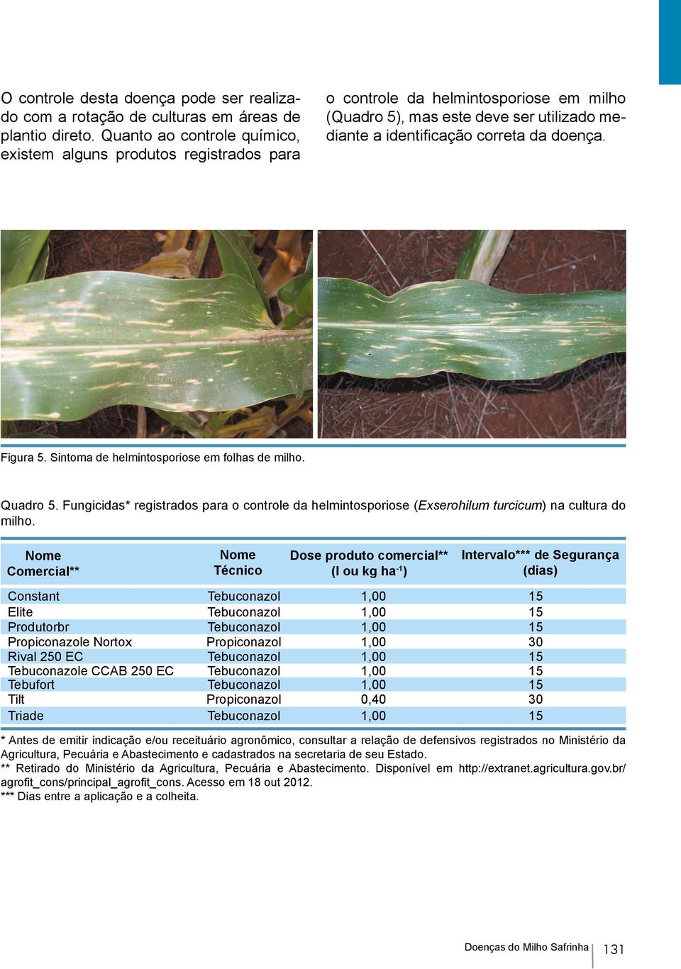 Figura 5. Sintoma de helmintosporiose em folhas de milho. Quadro 5. Fungicidas* registrados para o controle da helmintosporiose (Exserohilum turcicum) na cultura do milho.