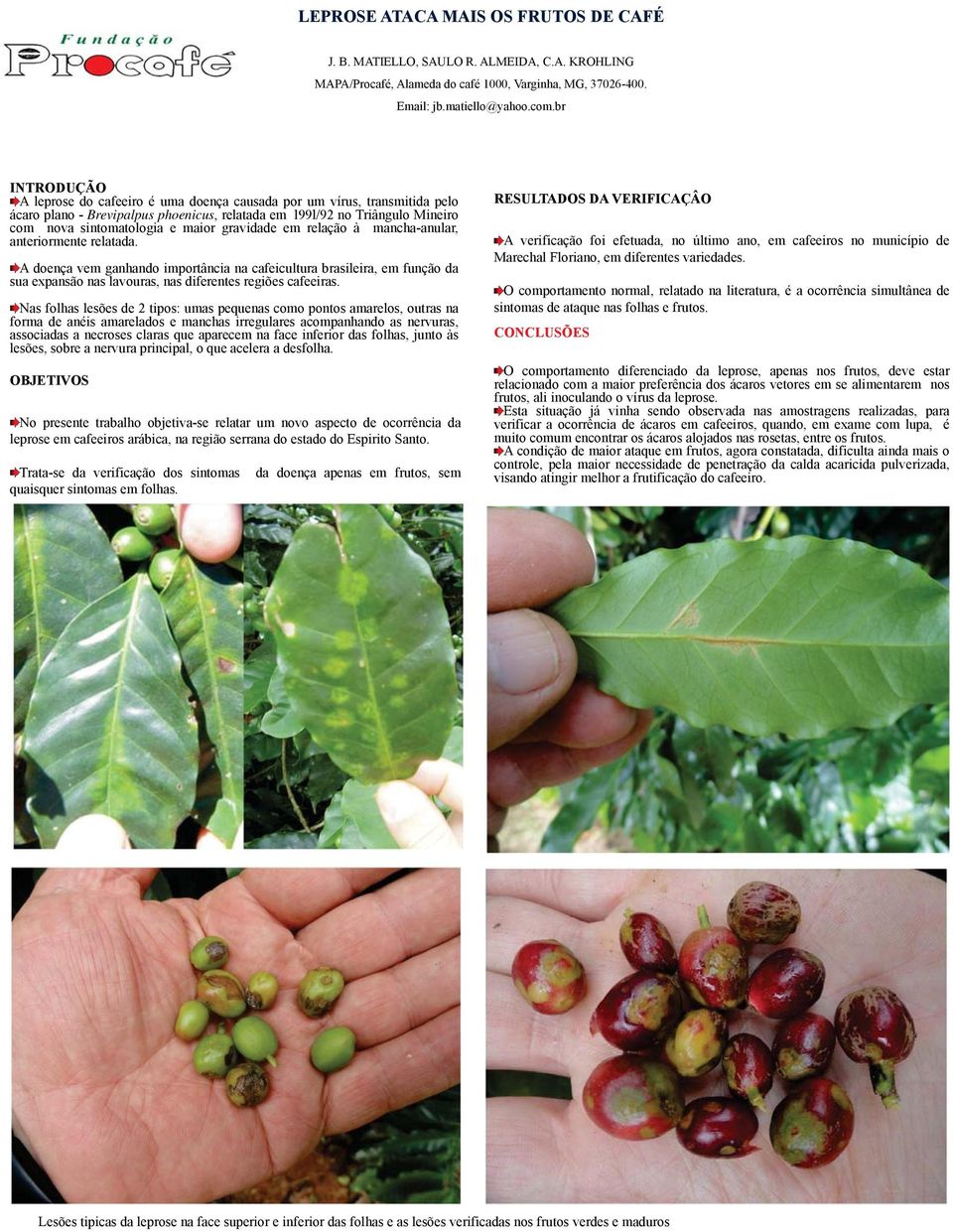 relação à mancha-anular, anteriormente relatada. A doença vem ganhando importância na cafeicultura brasileira, em função da sua expansão nas lavouras, nas diferentes regiões cafeeiras.