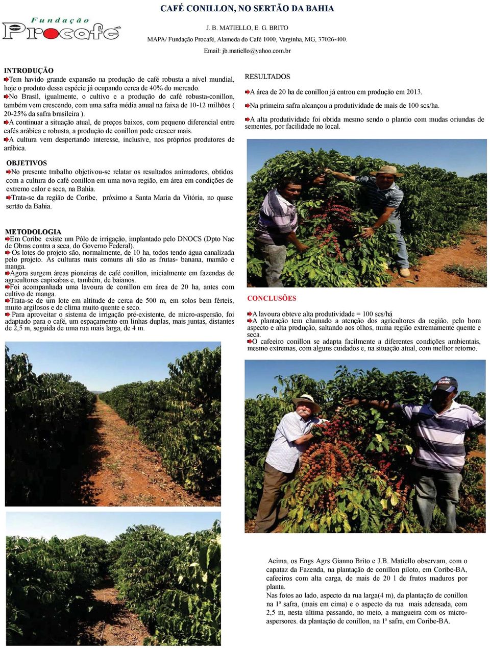 No Brasil, igualmente, o cultivo e a produção do café robusta-conillon, também vem crescendo, com uma safra média anual na faixa de 10-12 milhões ( 20-25% da safra brasileira ).