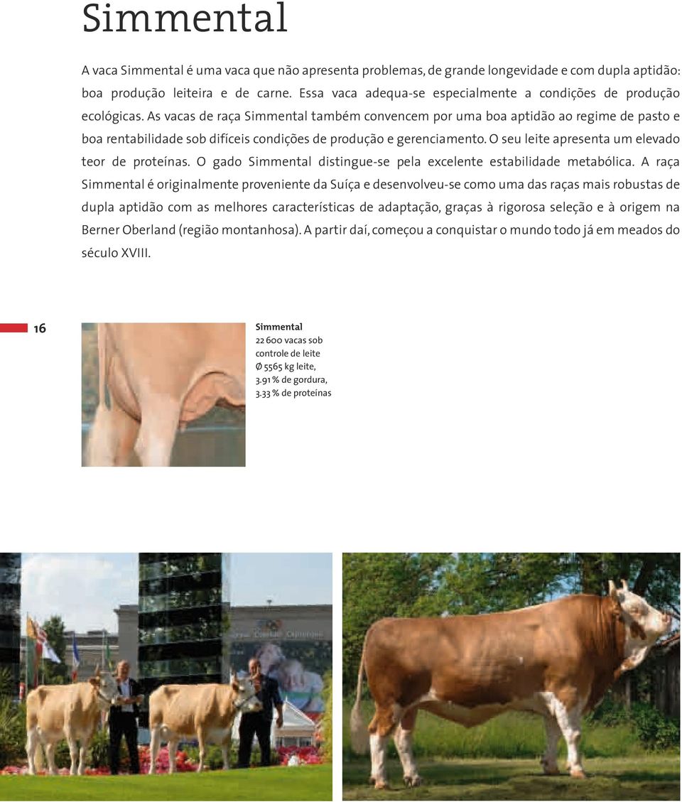 As vacas de raça Simmental também convencem por uma boa aptidão ao regime de pasto e boa rentabilidade sob difíceis condições de produção e gerenciamento.