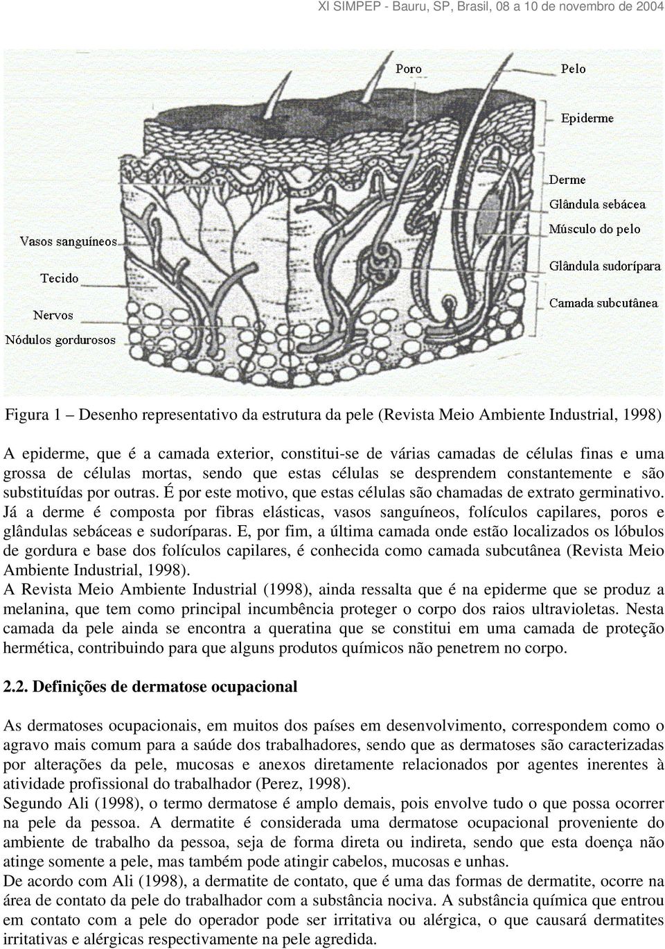 Já a derme é composta por fibras elásticas, vasos sanguíneos, folículos capilares, poros e glândulas sebáceas e sudoríparas.