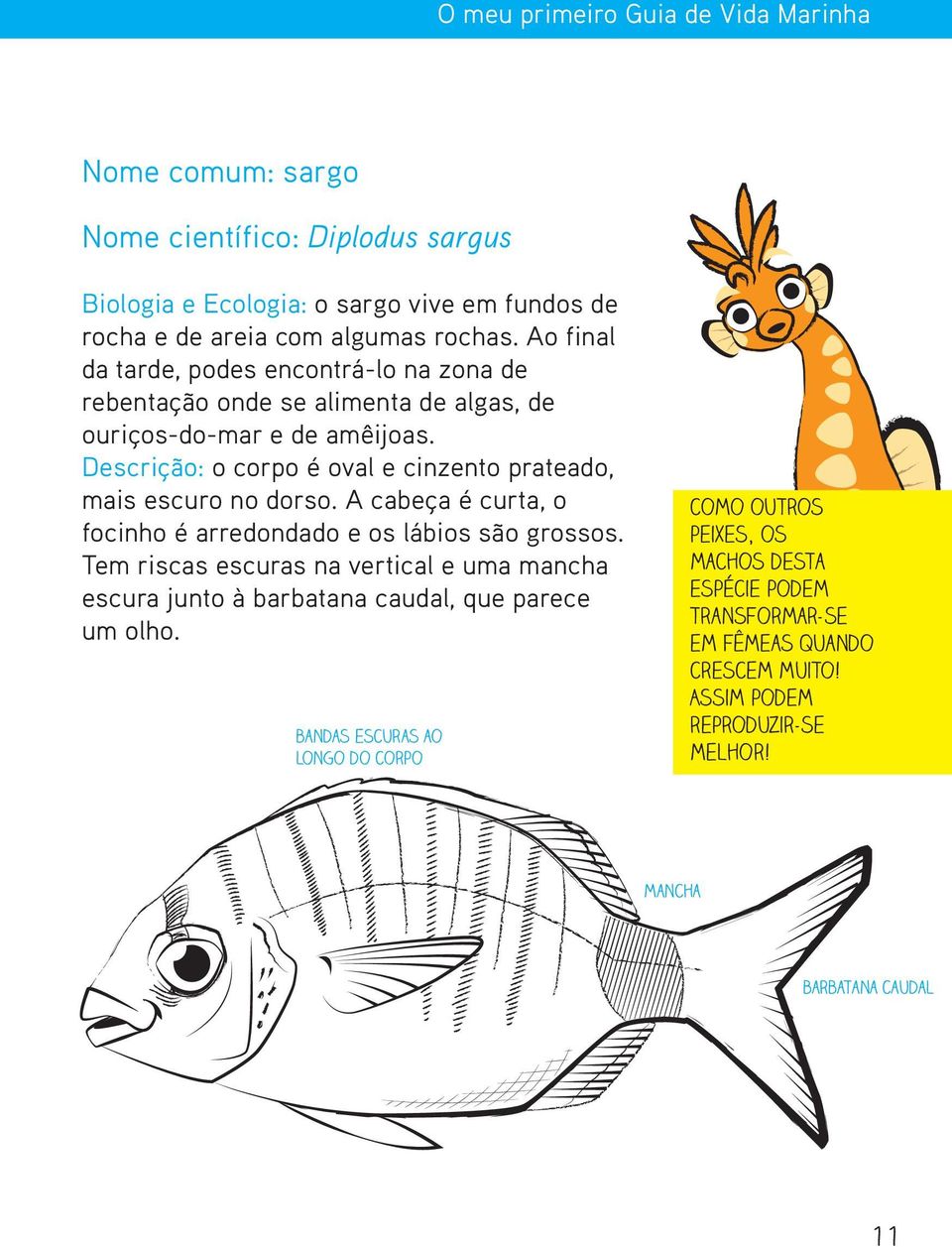 Descrição: o corpo é oval e cinzento prateado, mais escuro no dorso. A cabeça é curta, o focinho é arredondado e os lábios são grossos.