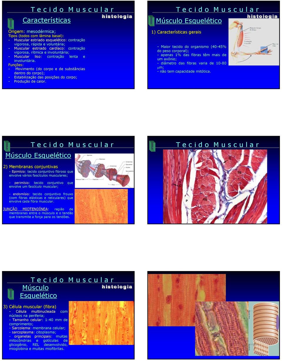 Funções: - Movimento (do corpo e de substâncias dentro do corpo); - Estabilização das posições do corpo; - Produção de calor.