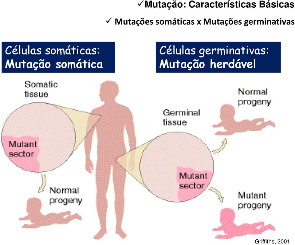 somáticas: Mutação somática Células