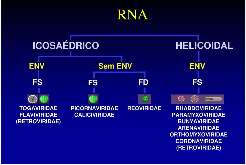 ENV. FS FS FD FS TOGAVIRIDAE FLAVIVIRIDAE (RETROVIRIDAE)