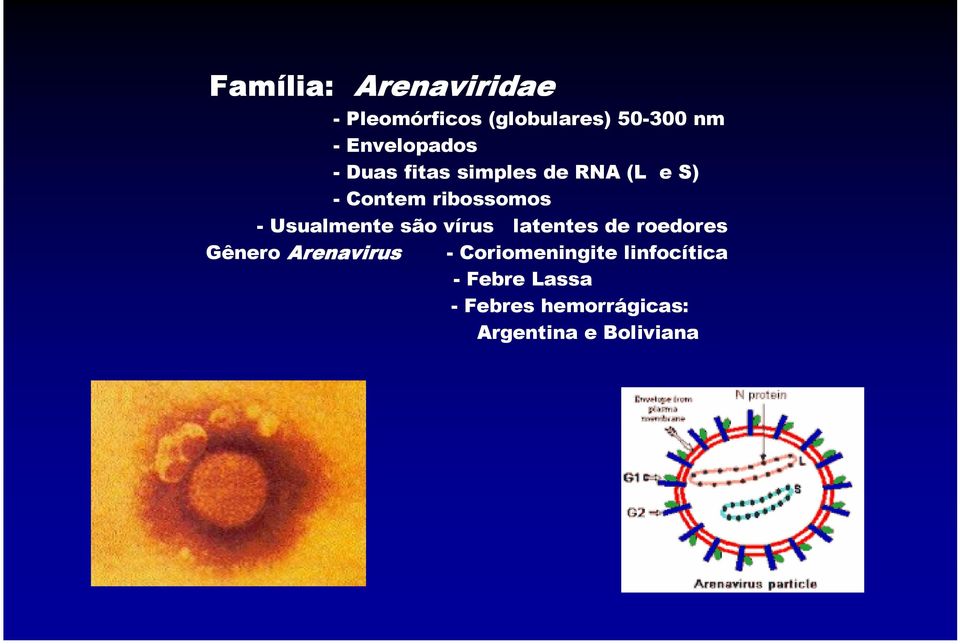 Usualmente são vírus latentes de roedores Gênero Arenavirus -