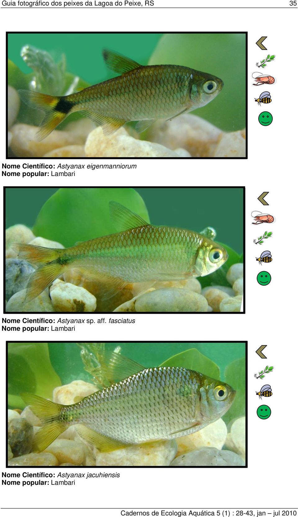 Nome Científico: Astyanax sp. aff.