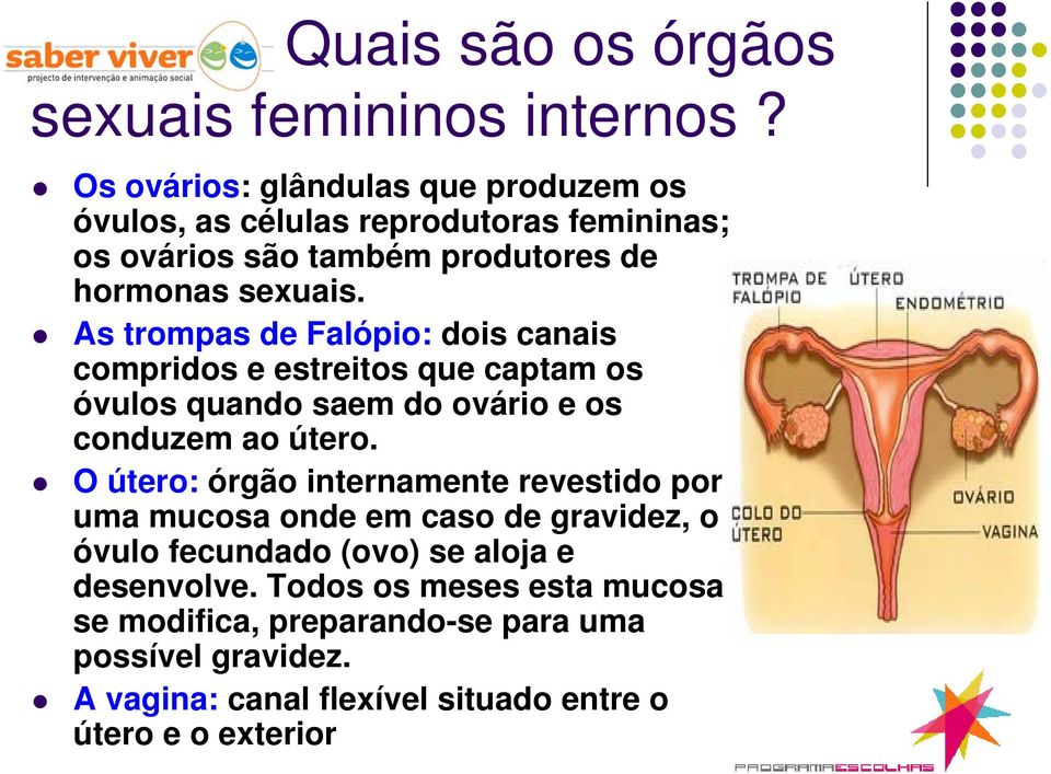 As trompas de Falópio: dois canais compridos e estreitos que captam os óvulos quando saem do ovário e os conduzem ao útero.