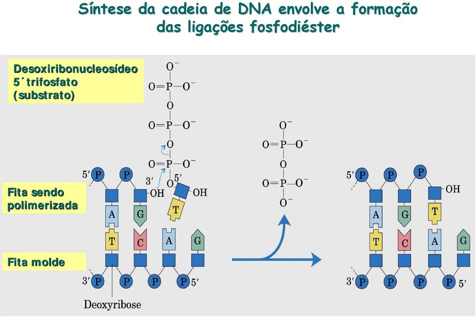 Desoxiribonucleosídeo 5 trifosfato